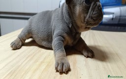 Bulldog Francés perros en venta: Bulldog francés Blue y blue and tang  en León - Imagen 9