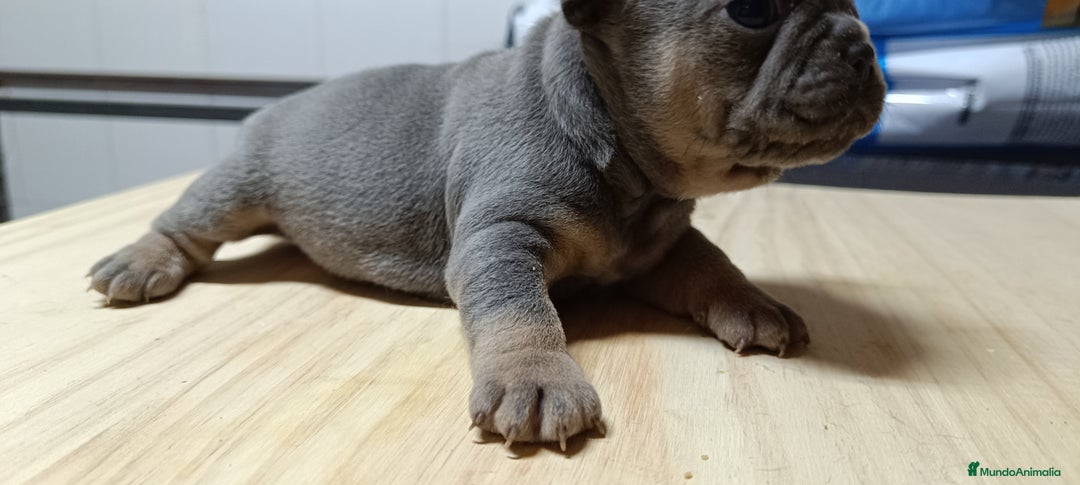 Bulldog Francés perros en venta: Bulldog francés Blue y blue and tang  en León - Imagen 9