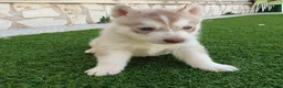 Husky Siberiano perros en venta: Husky rojos y chocolate - Anuncio 3