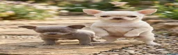 Chihuahua perros en venta: Chihuhua toy  en Madrid - Anuncio 1