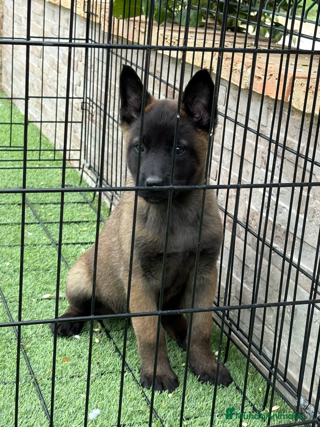 Pastor Belga Malinois perros en venta: Cachorra Malinois  - Anuncio 2