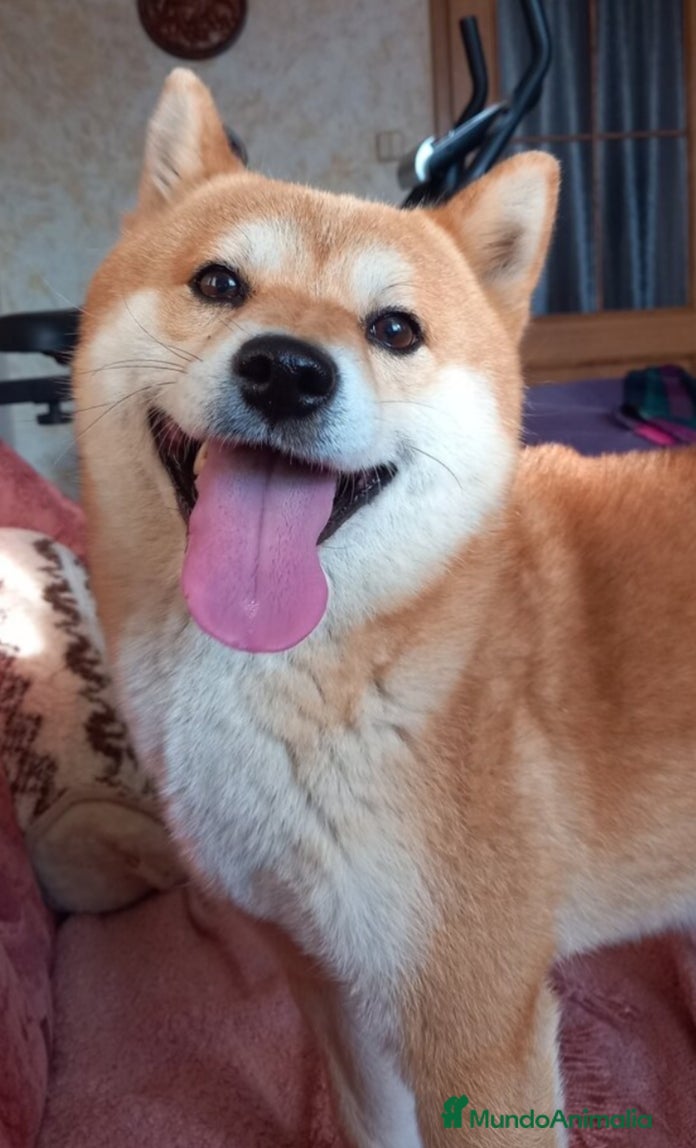 Shiba Inu perros CACHORROS SHIBA INU - Anuncio 1