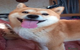 Shiba Inu perros en venta: CACHORROS SHIBA INU - Imagen 1