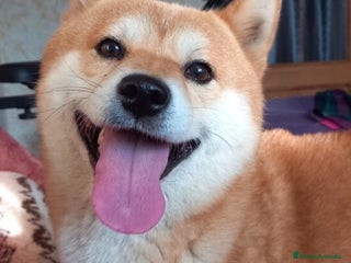 Shiba Inu perros - Anuncio 2