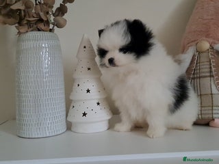 Pomerania perros Lulu de Pomerania - Anuncio 27