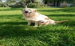Golden Retriever perros en venta: Camada de Golden Retriever  - Imagen 7