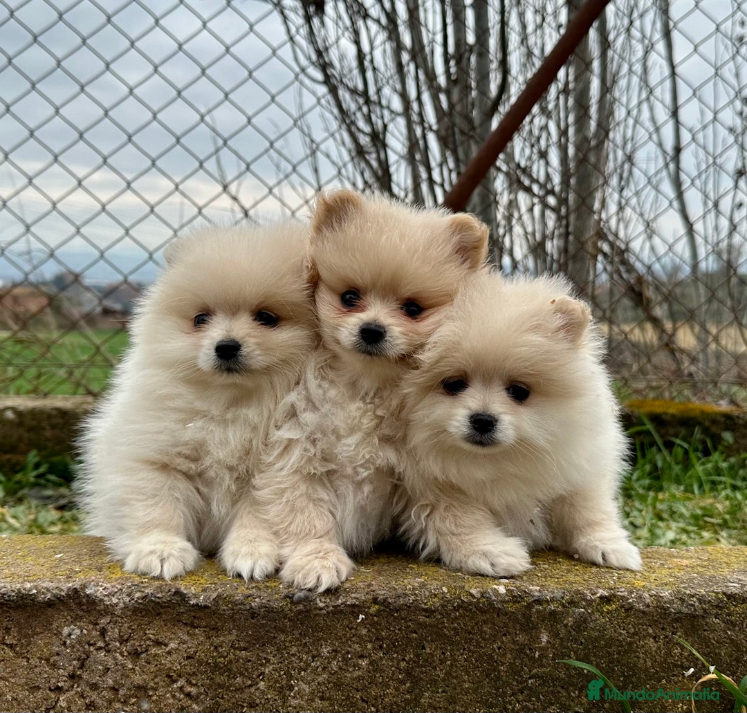 Pomerania perros en venta: POMERANIA TOY NACIONAL CREMA en Barcelona - Imagen 3