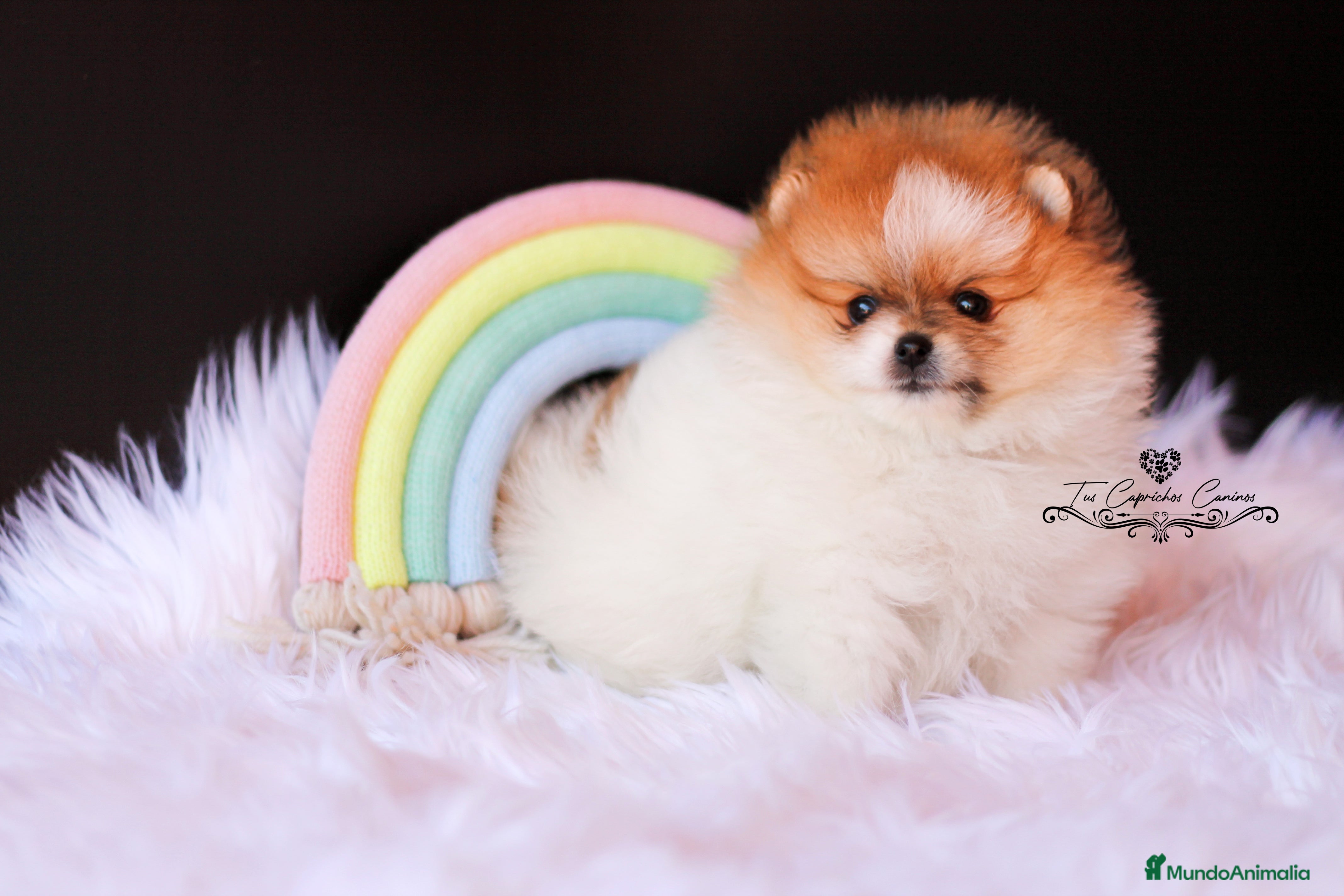 Pomerania perros - TUS CAPRICHOS CANINOS - POMERANIA PARTI COLOR en Cantabria - Anuncio 1