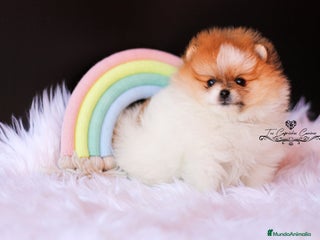 Pomerania perros en Cantabria - Anuncio 18