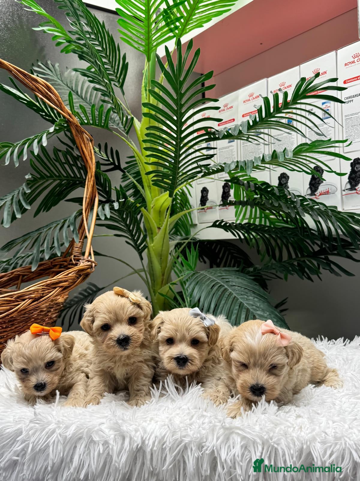 Maltipoo perros en venta: MALTIPOO - Anuncio 5