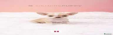 Chihuahua 1