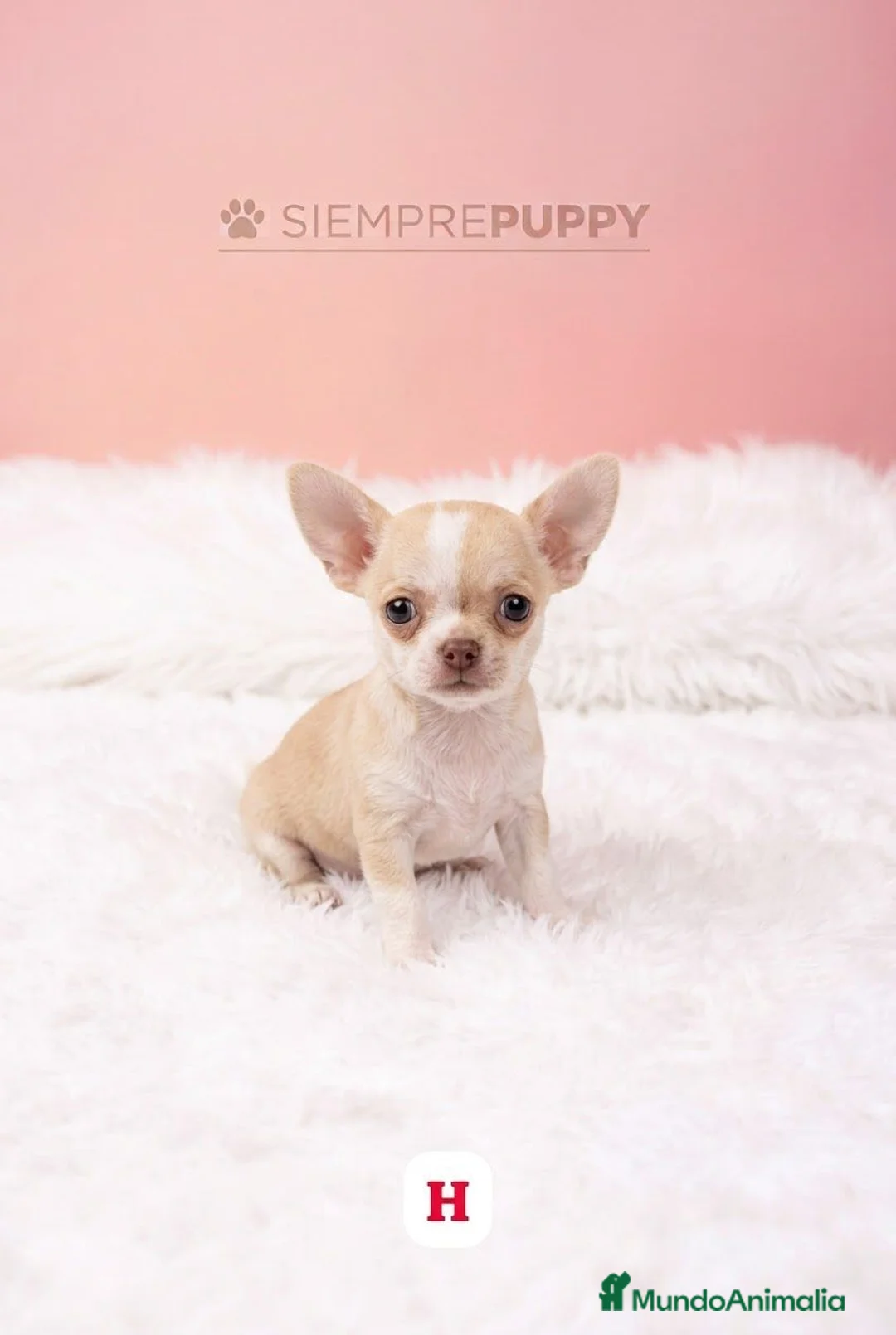Chihuahua perros en venta: HEMBRITA CHIHUAHUA MINI TOY - Anuncio 2