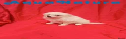 Pomerania perros en venta:  Pomerania Macho de Japi y Pompom 8302 AQUANATURA - Anuncio 3