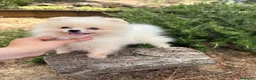 Pomerania perros en venta: Pomerania Toy (lulu de Pomerania ) - Anuncio 10
