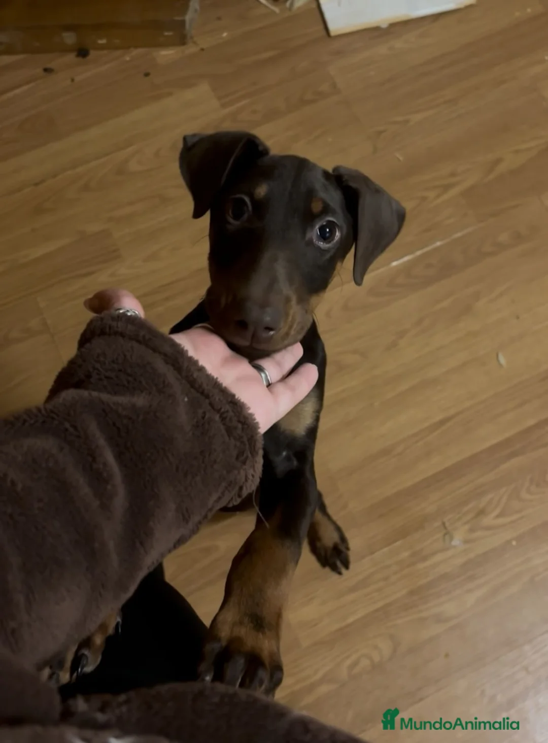 Dobermann perros en venta: Hembra de Doberman chocolate - Anuncio 1