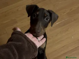 Dobermann perros Hembra de Doberman chocolate - Anuncio 1