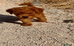 Caniche Toy perros en venta: Cachorritos caniche toy - Imagen 2