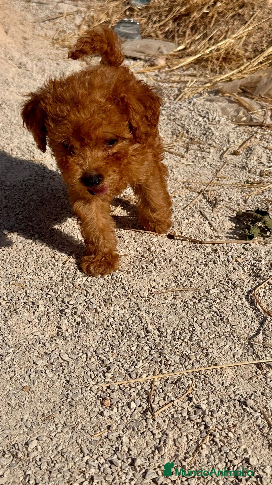 Caniche Toy perros en venta: Cachorritos caniche toy - Imagen 2