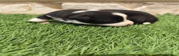 Border Collie perros en venta: Border Collie hembra   - Anuncio 2