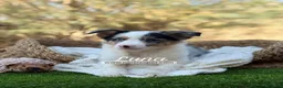 Border Collie perros en venta: BORDER COLLIE MERLE HEMBRA - Anuncio 4