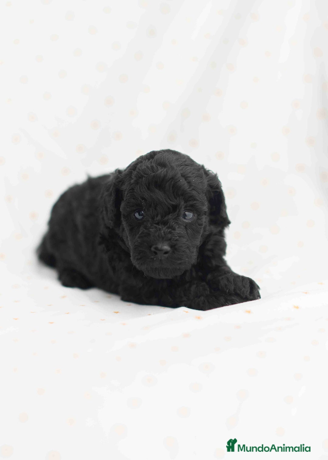 Caniche Toy perros en venta: Caniche toy negros - Anuncio 3