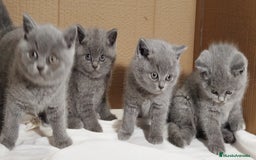 Británico de Pelo Corto Azul gatos en venta: British Shorthair  - Anuncio 17
