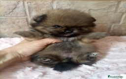 Pomerania perros en venta: Espectacular macho y hembra Lulú pomerania  - Imagen 3