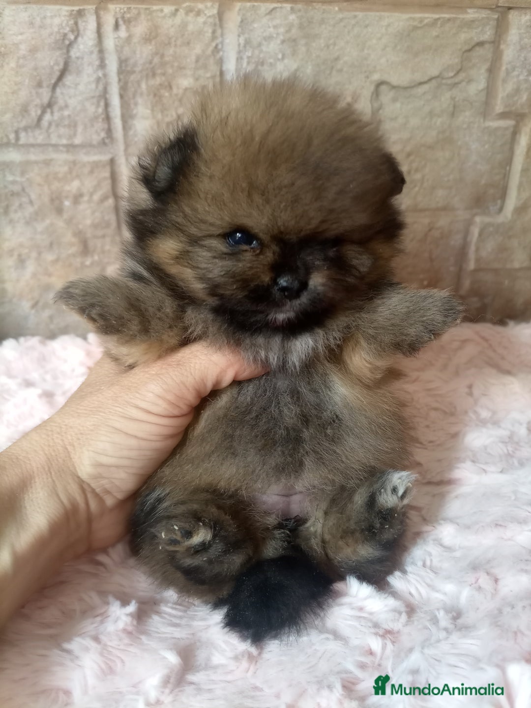 Pomerania perros en venta: Espectacular macho y hembra Lulú pomerania  - Imagen 3