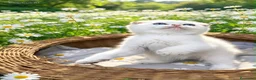 Scottish Fold gatos en venta: Preciosos gatitos Scottish Fold  - Anuncio 3