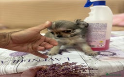 Chihuahua perros en venta: Chihuahua toy pelo largo  - Imagen 2