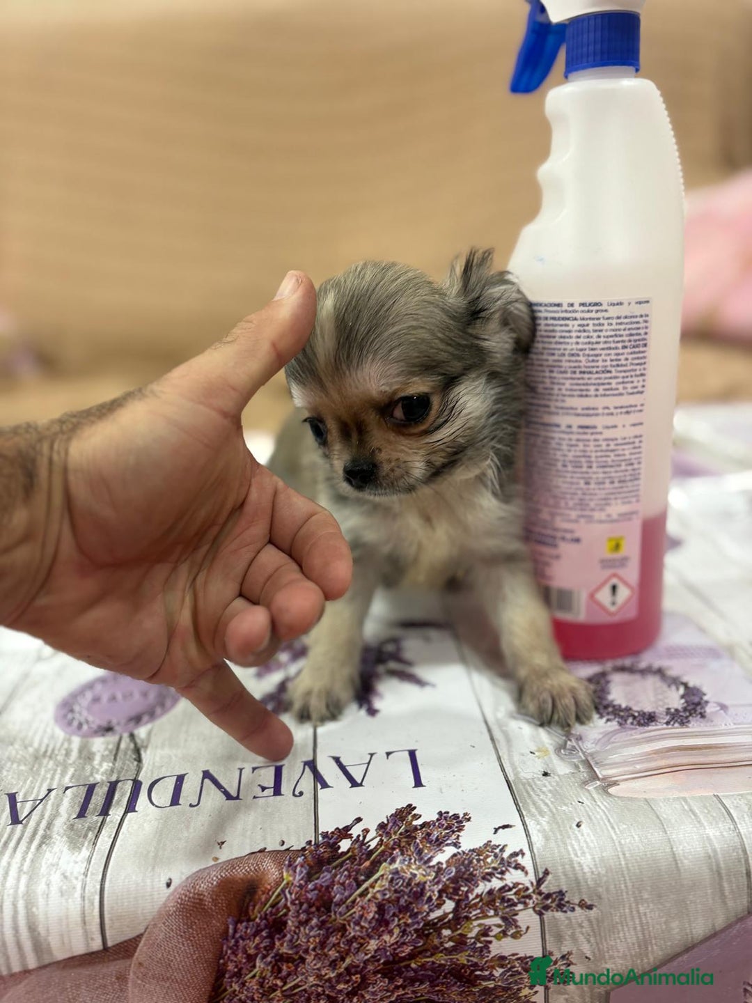 Chihuahua perros en venta: Chihuahua toy pelo largo  - Imagen 2