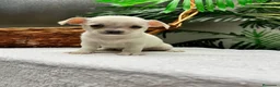 Chihuahua perros en venta: CHIHUAHUA-MACHO - Anuncio 5