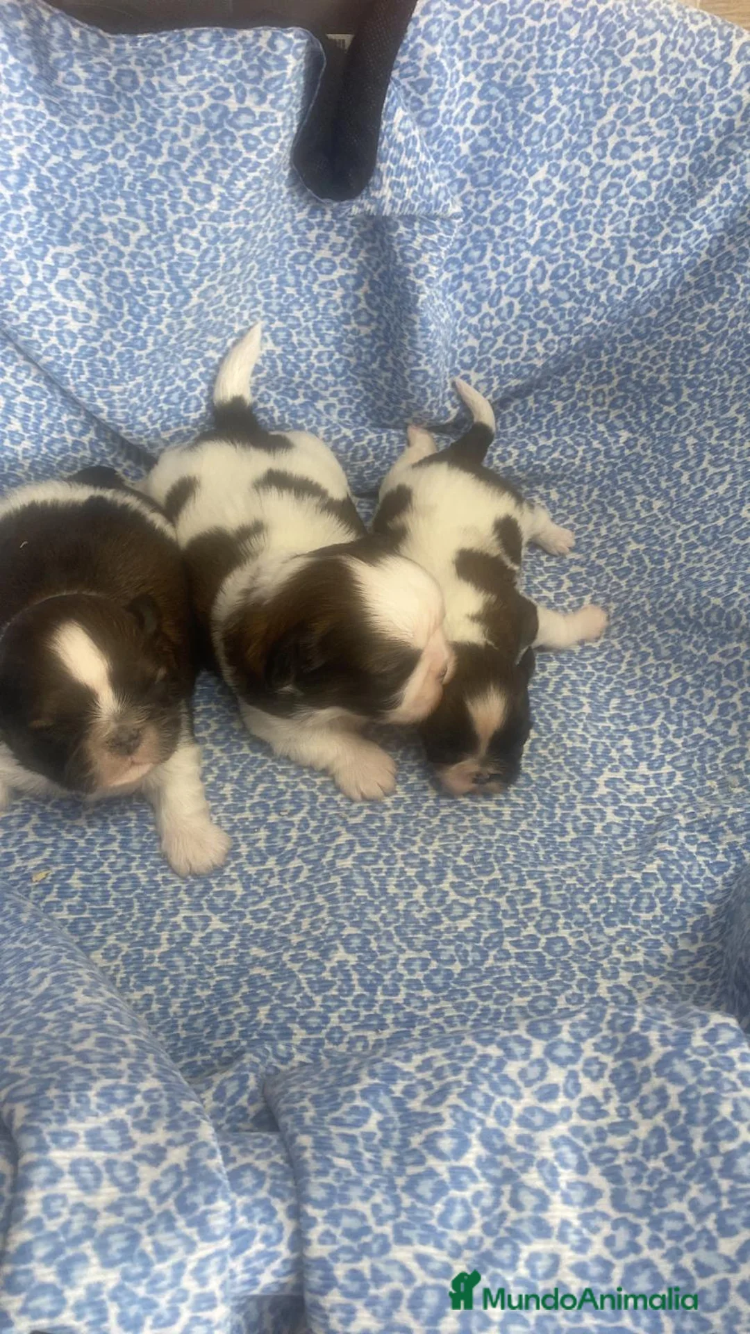 Shih Tzu perros en venta: CACHORRITAS DE SHIH TZU - Anuncio 2