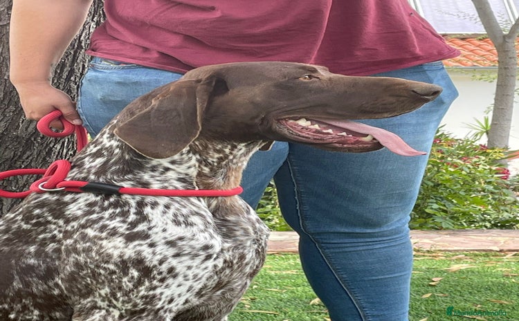 Braco Alemán de Pelo Corto perros - Anuncio 1