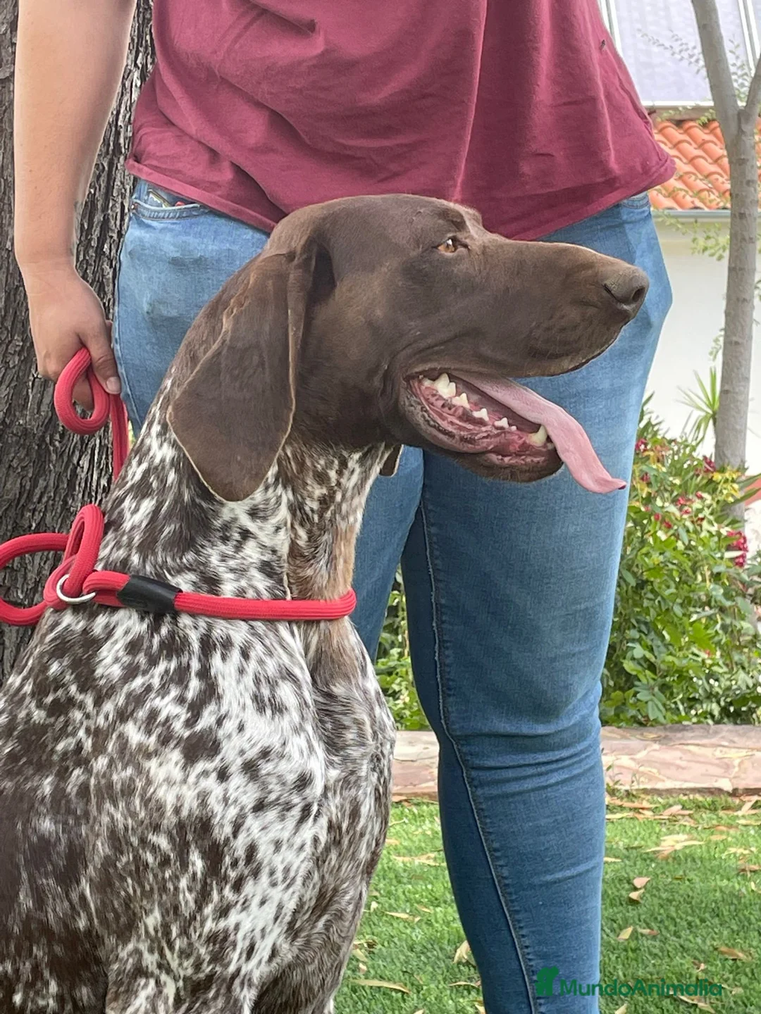 Braco Alemán de Pelo Corto perros en venta: Braco Alemán  en Cáceres - Anuncio 1