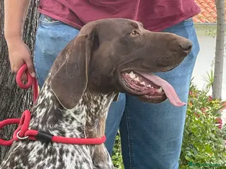 Braco Alemán de Pelo Corto perros Braco Alemán - Anuncio 3