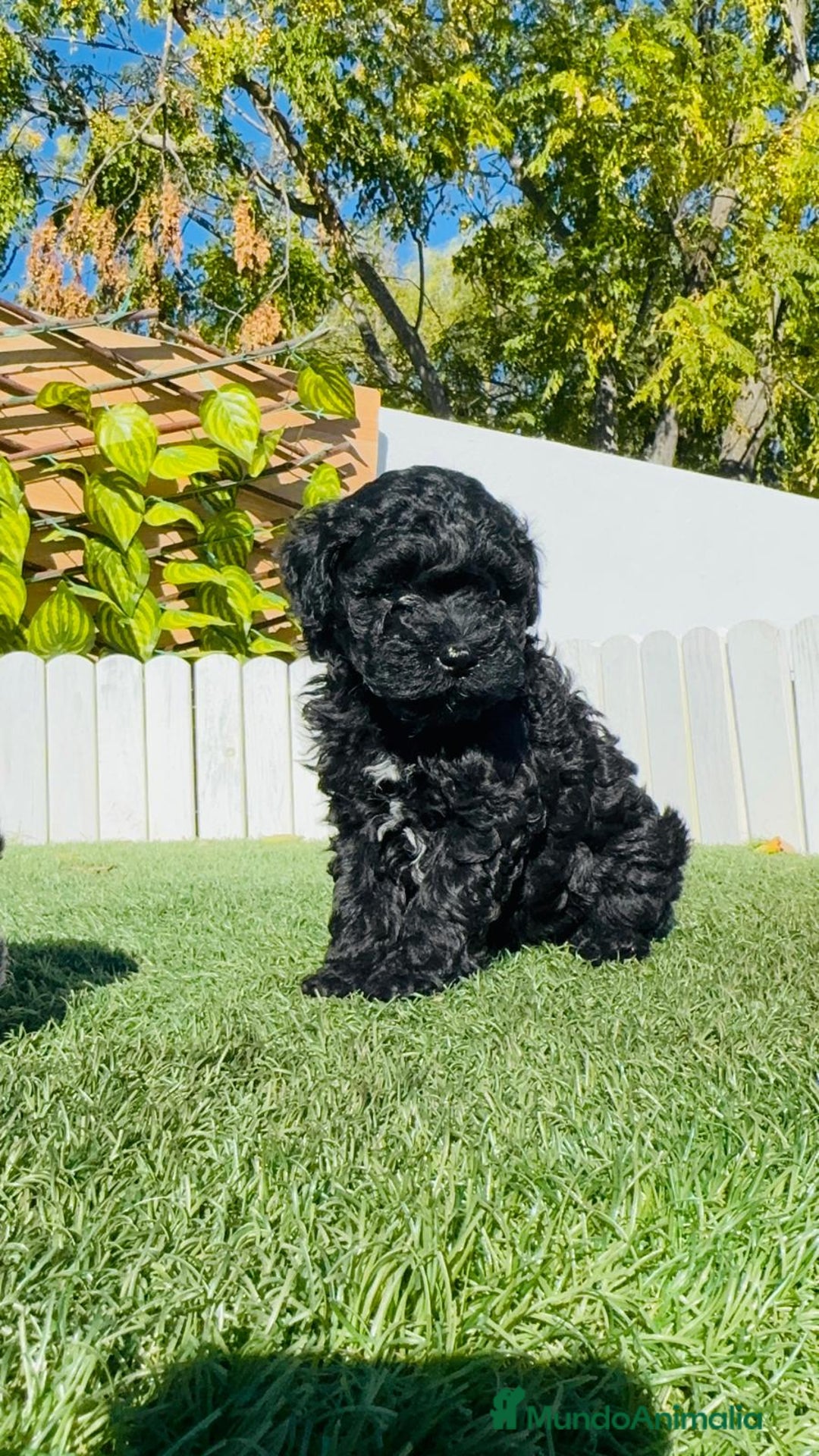 Caniche Toy perros en venta: CANICHE TOY - Anuncio 5
