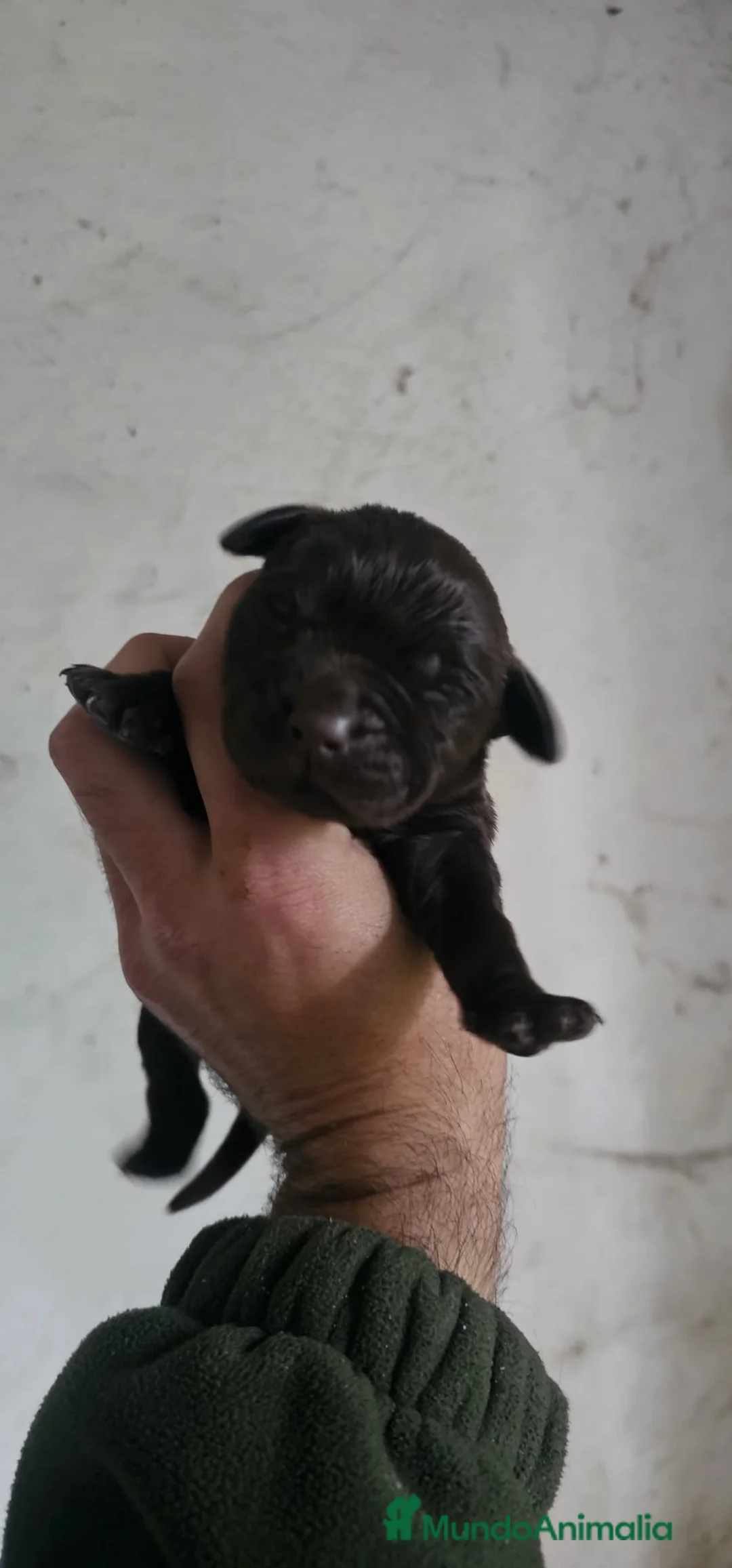 Labrador Retriever perros en venta: Último macho labrador chocolate disponible  en Córdoba - Anuncio 1