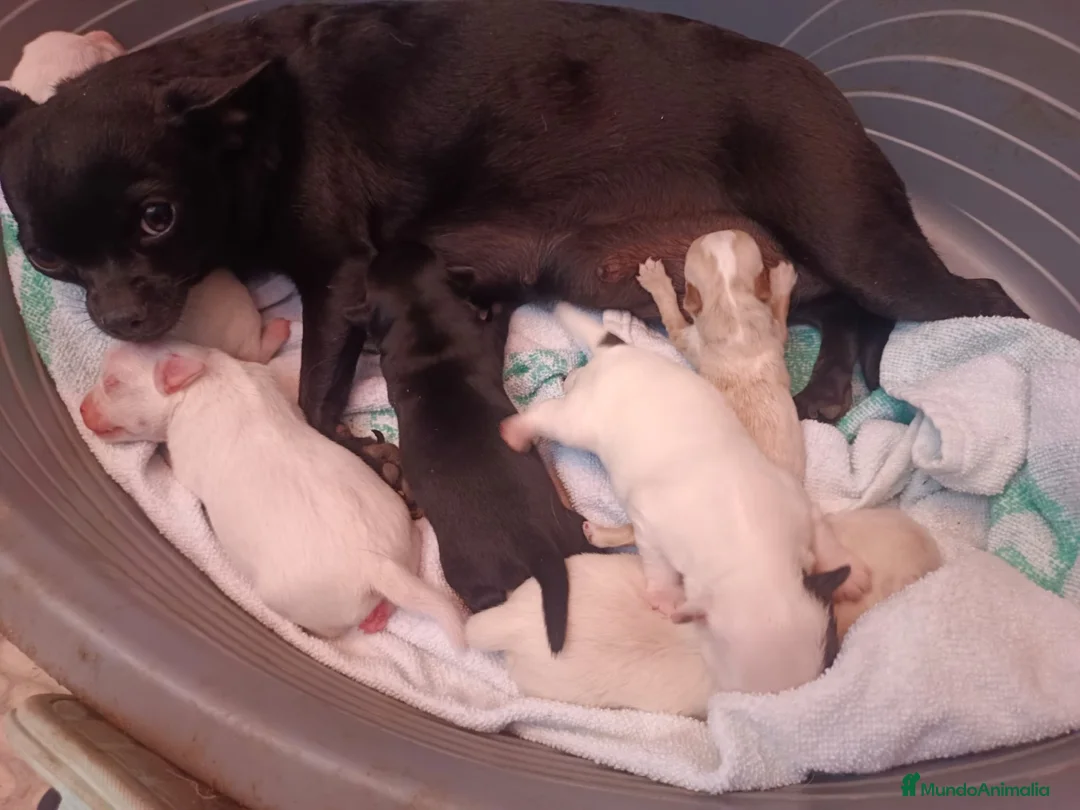 Chihuahua perros en venta: Machito chihuahua  - Anuncio 3