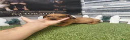 Teckel perros en venta: TECKEL  - Anuncio 1