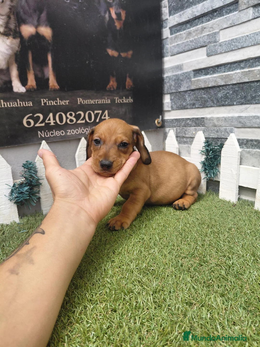 Teckel perros en venta: TECKEL  - Anuncio 1