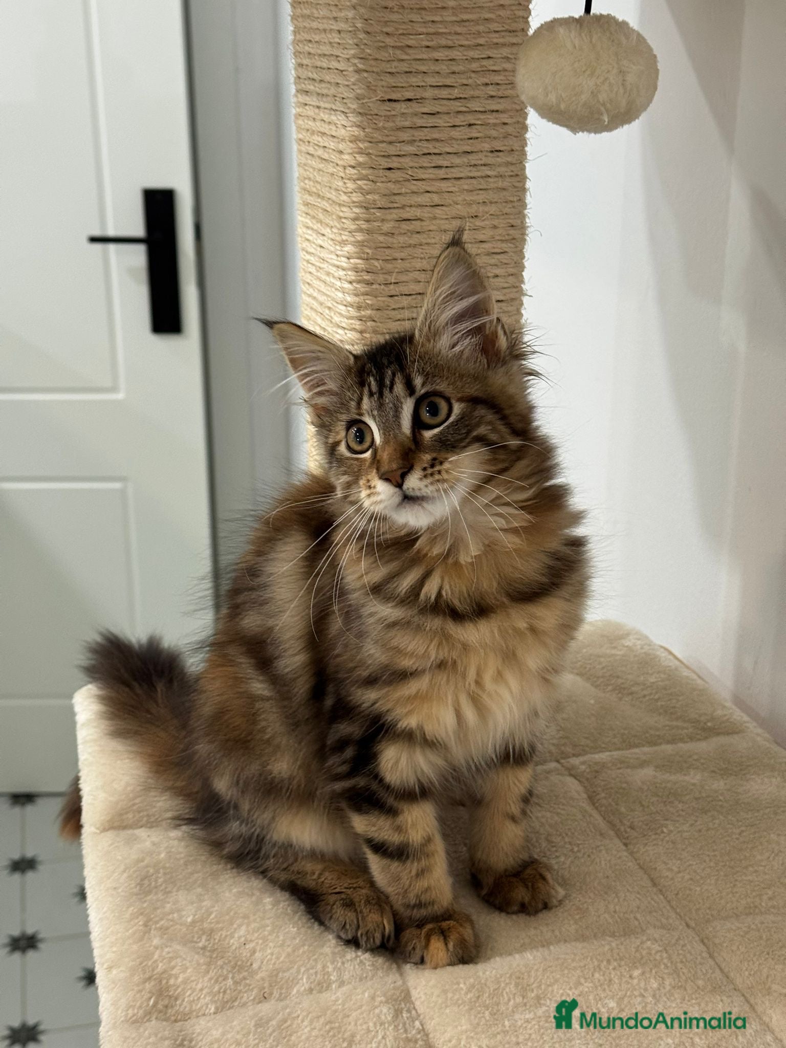 Maine Coon gatos Preciosa gatita Maine coon - Anuncio 1