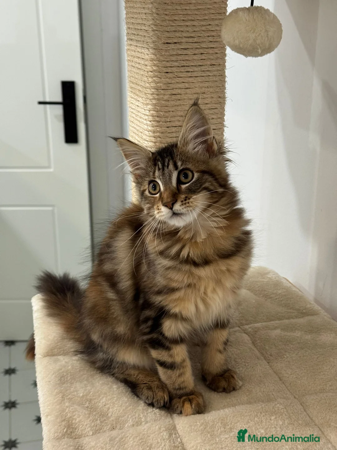 Maine Coon gatos en venta: Preciosa gatita Maine coon - Anuncio 1