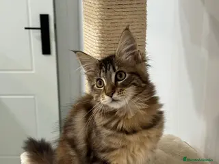 Maine Coon gatos Preciosa gatita Maine coon - Anuncio 4