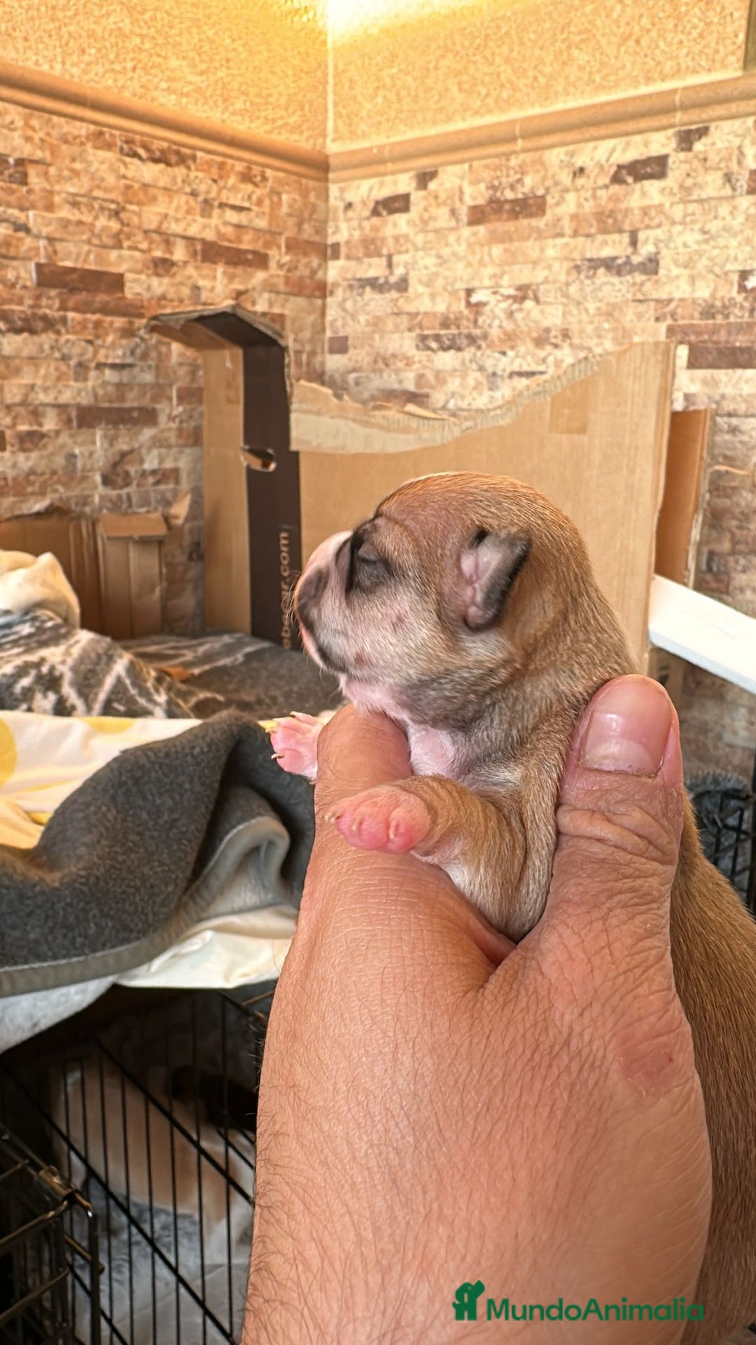 Chihuahua perros en venta: chihuahua - Anuncio 4