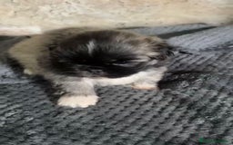 Shih Tzu perros en venta: Shih tzu - Imagen 1