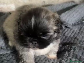 Shih Tzu perros - Anuncio 1