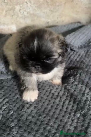 Shih Tzu perros - Anuncio 1