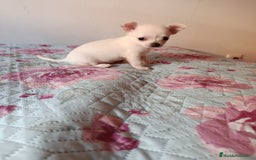 Chihuahua perros en venta: Chihuahua toy en Valencia  - Imagen 3