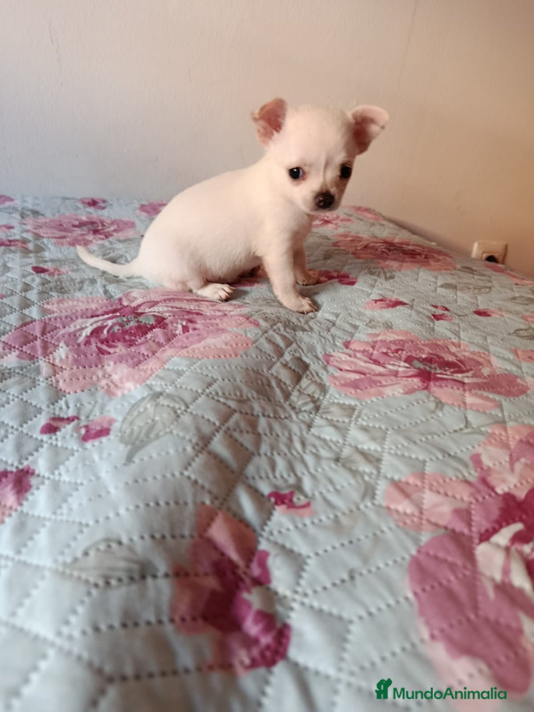 Chihuahua perros en venta: Chihuahua toy en Valencia  - Imagen 3